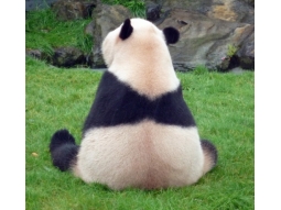 Sasa Pandaさんのプロフィール写真